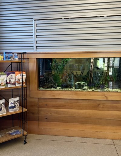 Ottumwa Family Animal Care Lobby Fish Tank