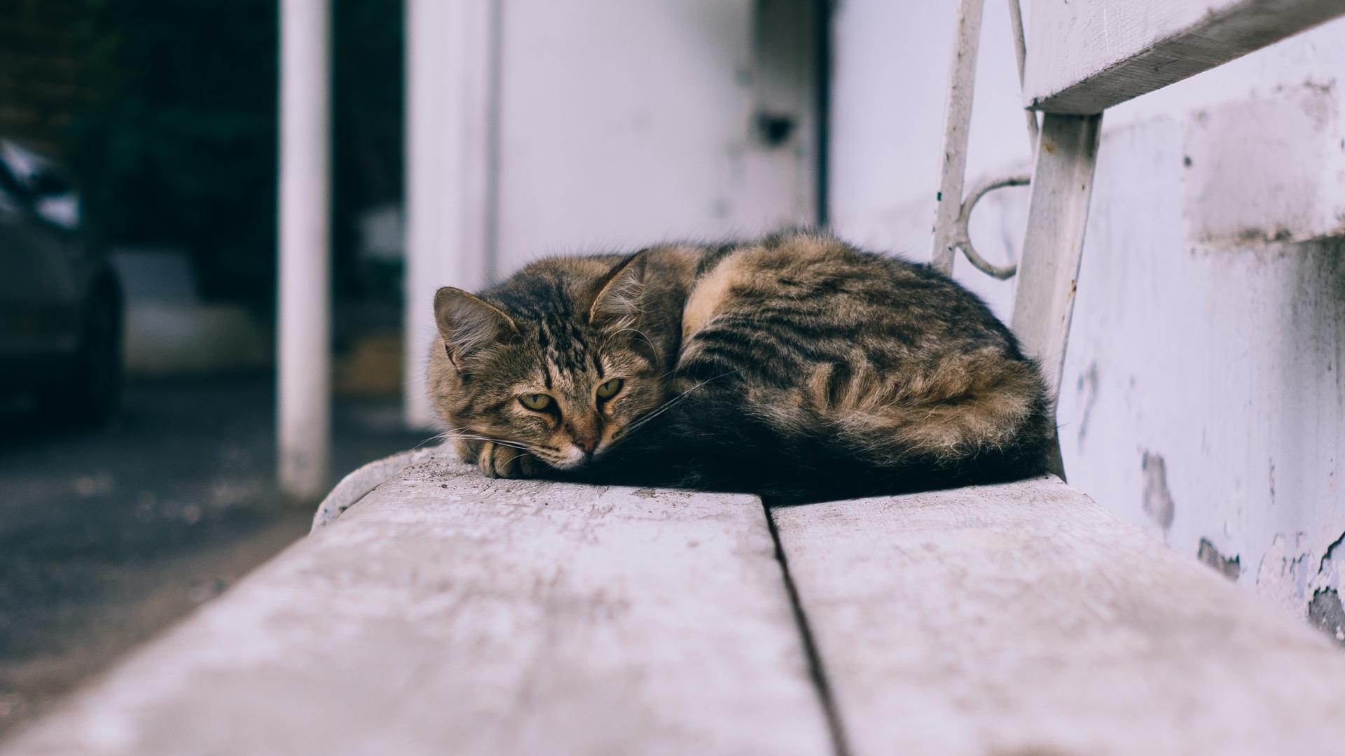 Pet Boarding In Ottumwa, IA 52501 Ottumwa Family Animal Care