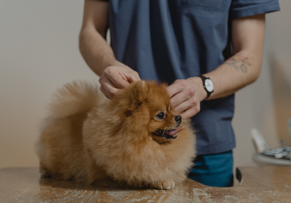 veterinarian