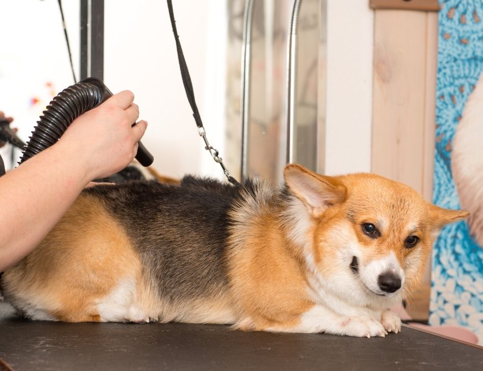 groomer drying the fur of a Corgi dog
